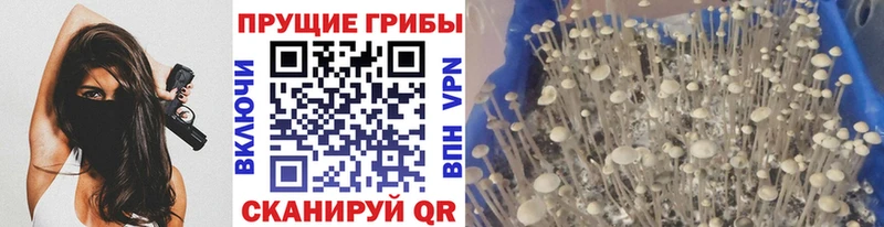 купить наркотик  Саранск  Галлюциногенные грибы GOLDEN TEACHER 